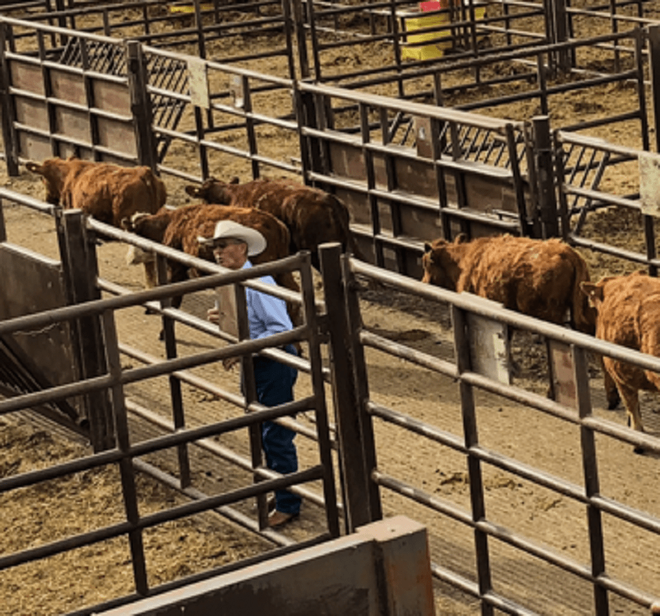 Cattle prices soaring Unveiling the driving forces behind the surge